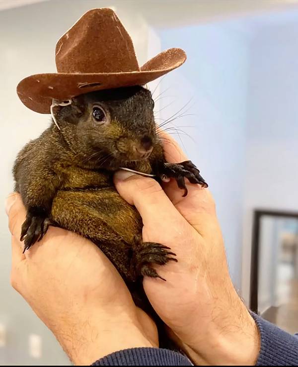 Dieses undatierte Bild, das von Mark Longo zur Verfügung gestellt wurde, zeigt sein Eichhörnchen Peanut. Das Eichhörnchen wurde von Beamten des State Department of Environmental Conservation beschlagnahmt.