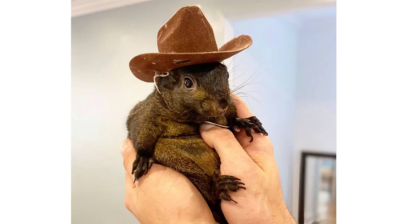 Dieses undatierte Bild, das von Mark Longo zur Verfügung gestellt wurde, zeigt sein Eichhörnchen Peanut. Das Eichhörnchen wurde von Beamten des State Department of Environmental Conservation beschlagnahmt.