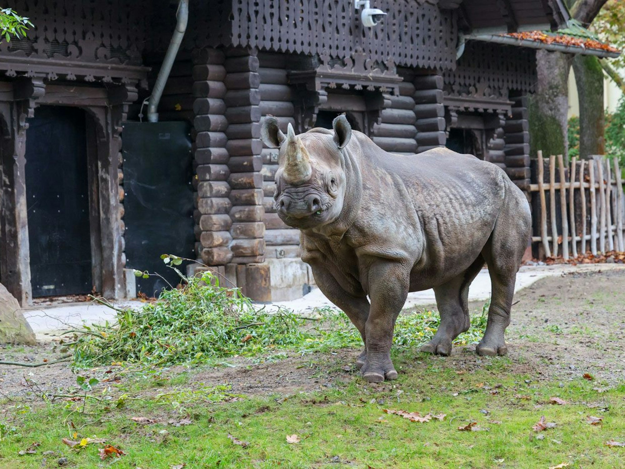 Ein Nashorn steht im Gehege im Kölner Zoo.