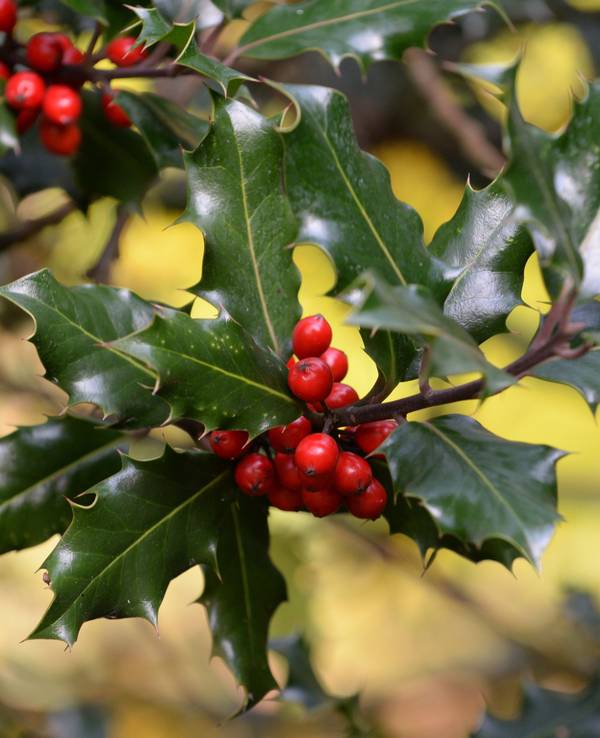 Die Stechpalme (Ilex aquifolium) lässt sich leicht erkennen: Sie hat glänzende Blätter mit dornigen Zacken an den Rändern und im Herbst rote Beeren.