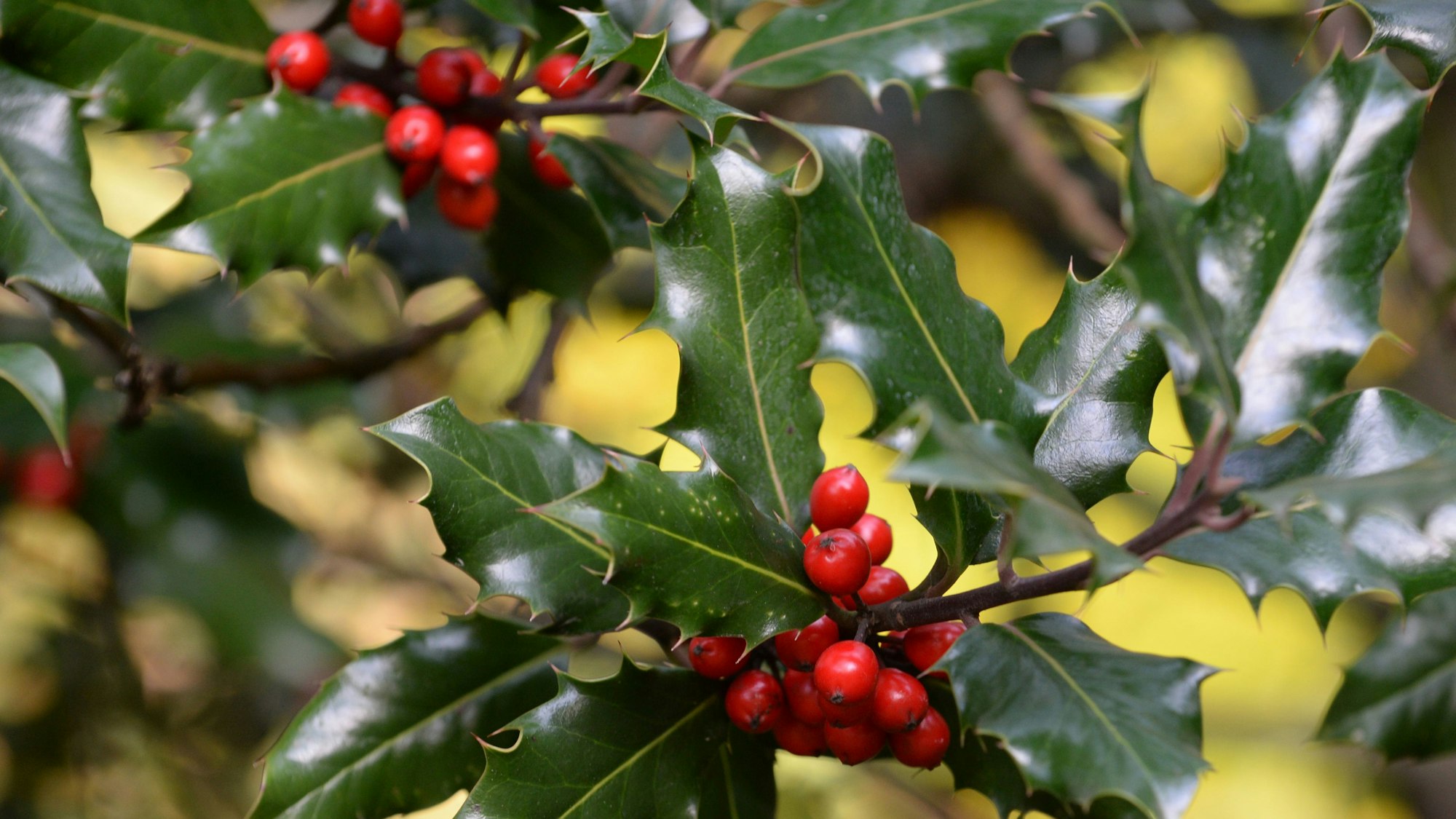 Die Stechpalme (Ilex aquifolium) lässt sich leicht erkennen: Sie hat glänzende Blätter mit dornigen Zacken an den Rändern und im Herbst rote Beeren.