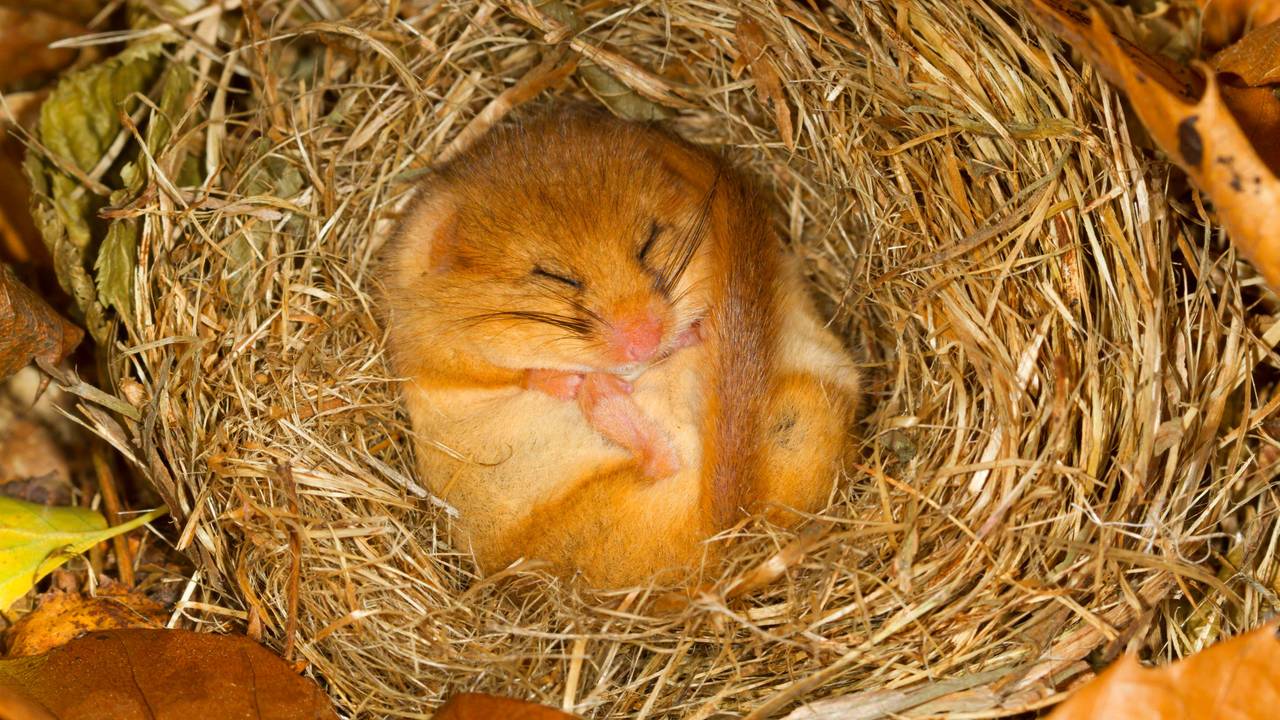 Haselmaus beim Winterschlaf