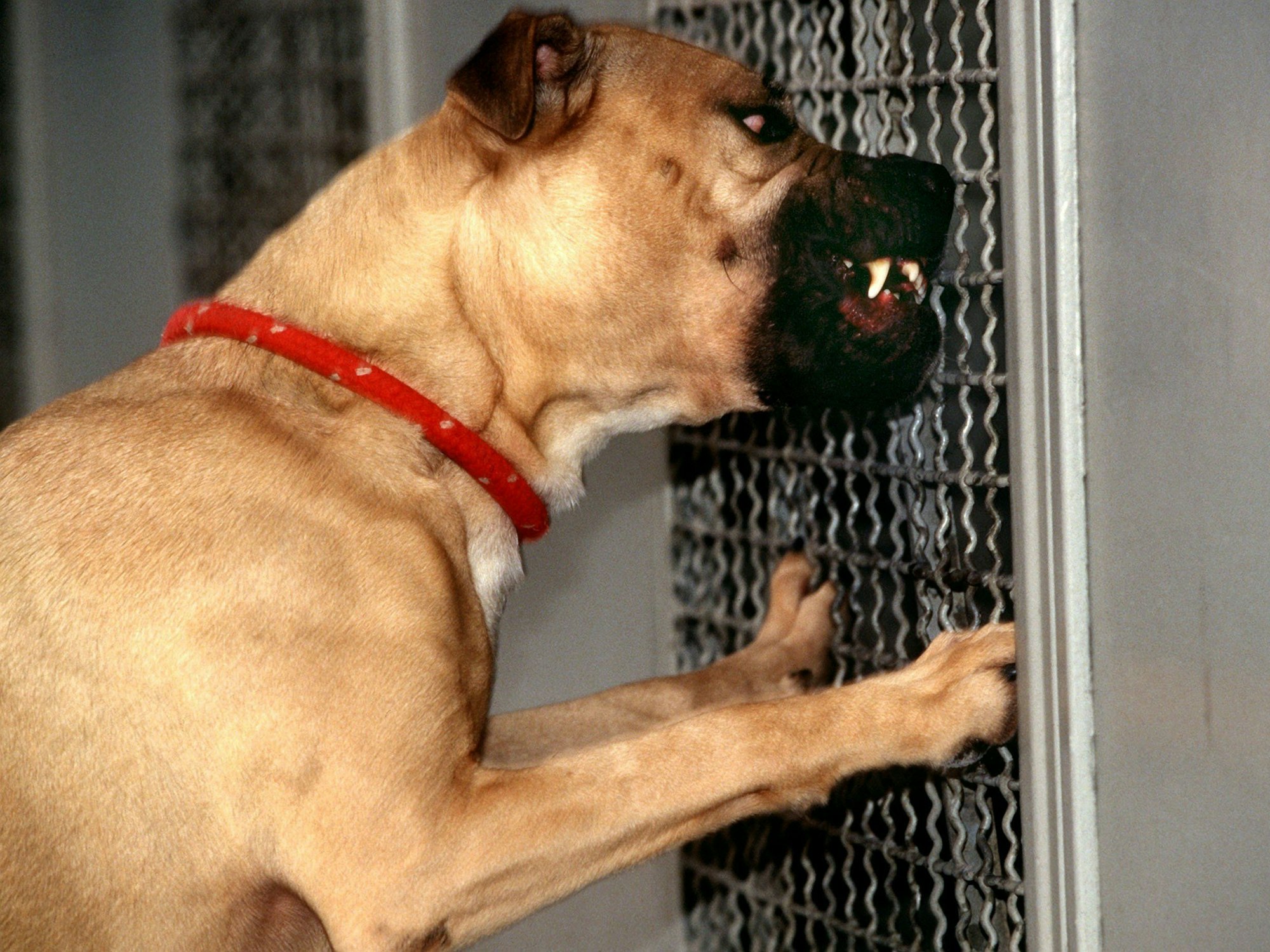 Das undatierte Archivbild zeigt einen aggressiven Pit Bull in einem Tierheim (Symbolbild).