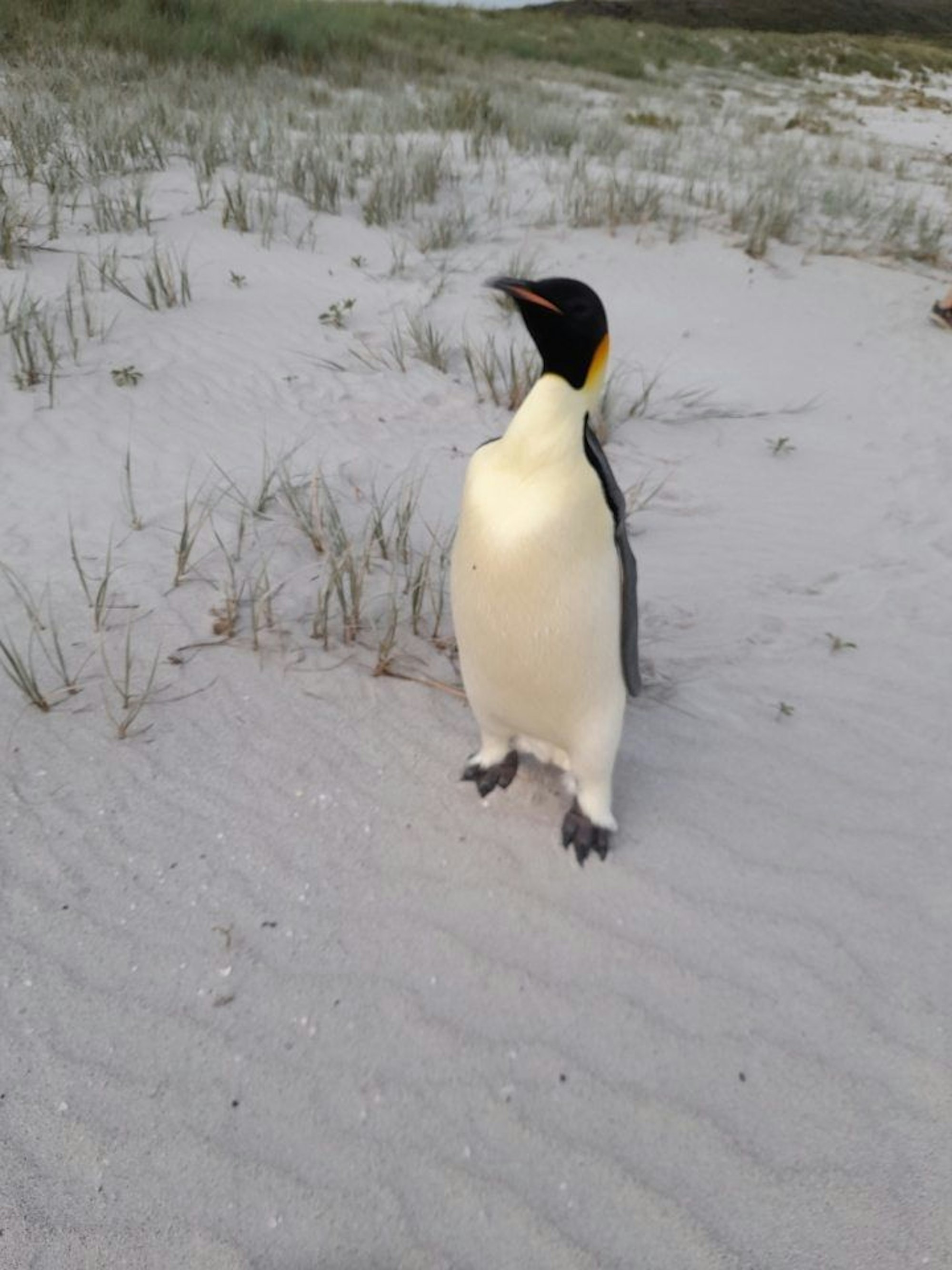 Auf diesem vom für Biodiversität und Artenschutz zuständigen Ministerium von Western Australia (DBCA) zur Verfügung gestellten Foto ist ein in Australien gestrandeter Kaiserpinguin am Ocean Beach nahe des Ortes Denmark zu sehen.