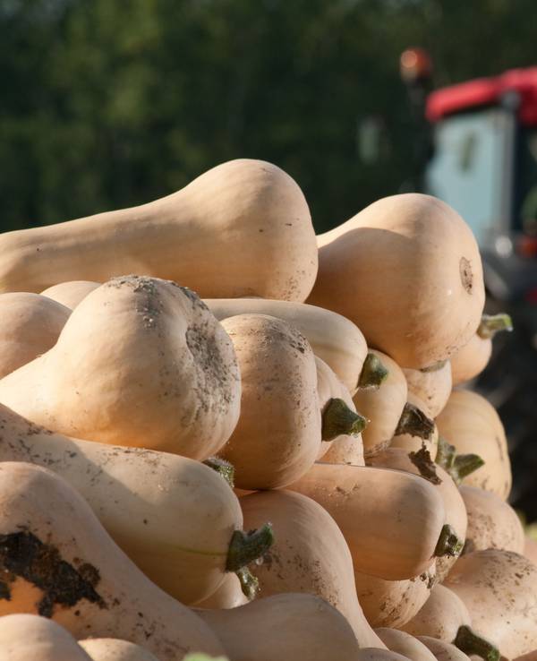 Der Name ist Programm: Die Vorzüge des Butternut-Kürbisses ist sein milder nussigbuttriger Geschmack.