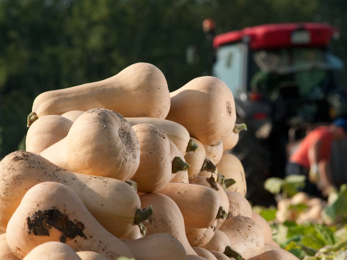 Der Name ist Programm: Die Vorzüge des Butternut-Kürbisses ist sein milder nussigbuttriger Geschmack.