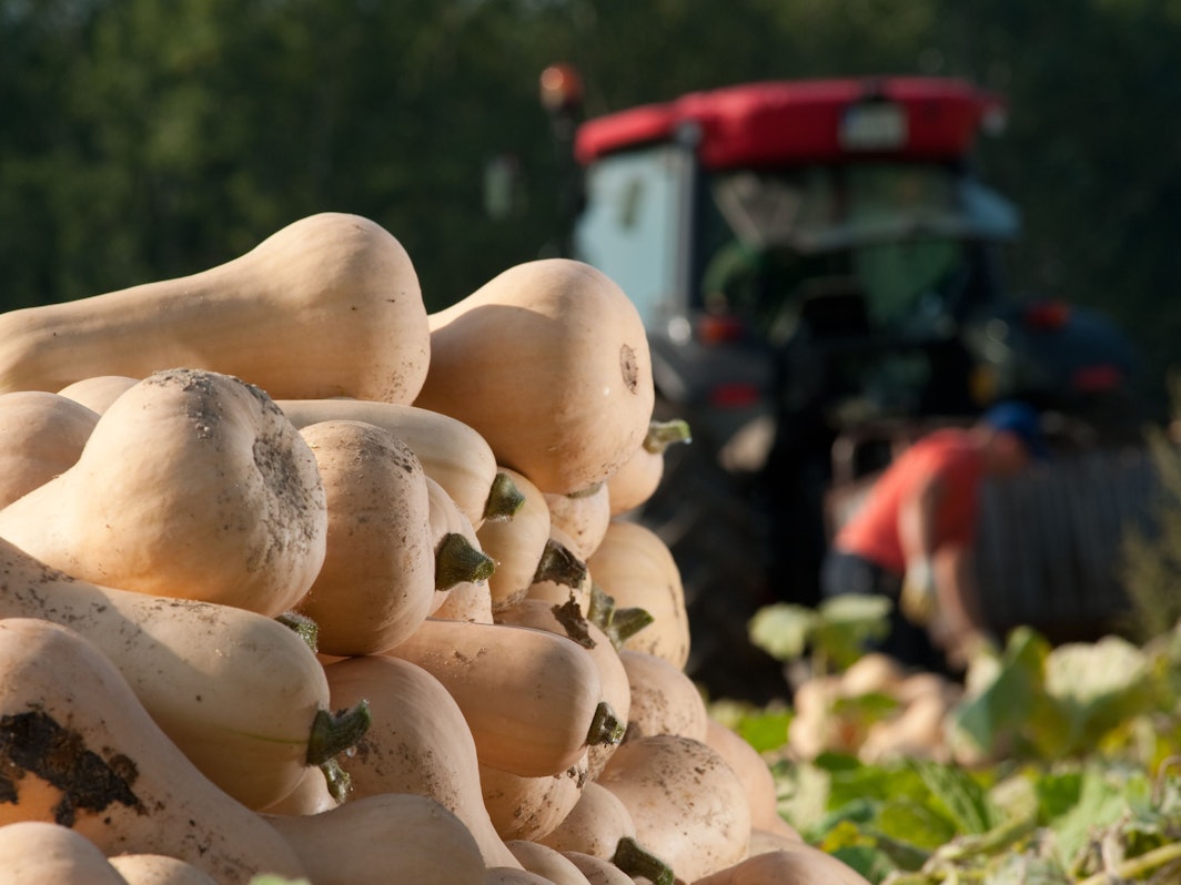 Der Name ist Programm: Die Vorzüge des Butternut-Kürbisses ist sein milder nussigbuttriger Geschmack.