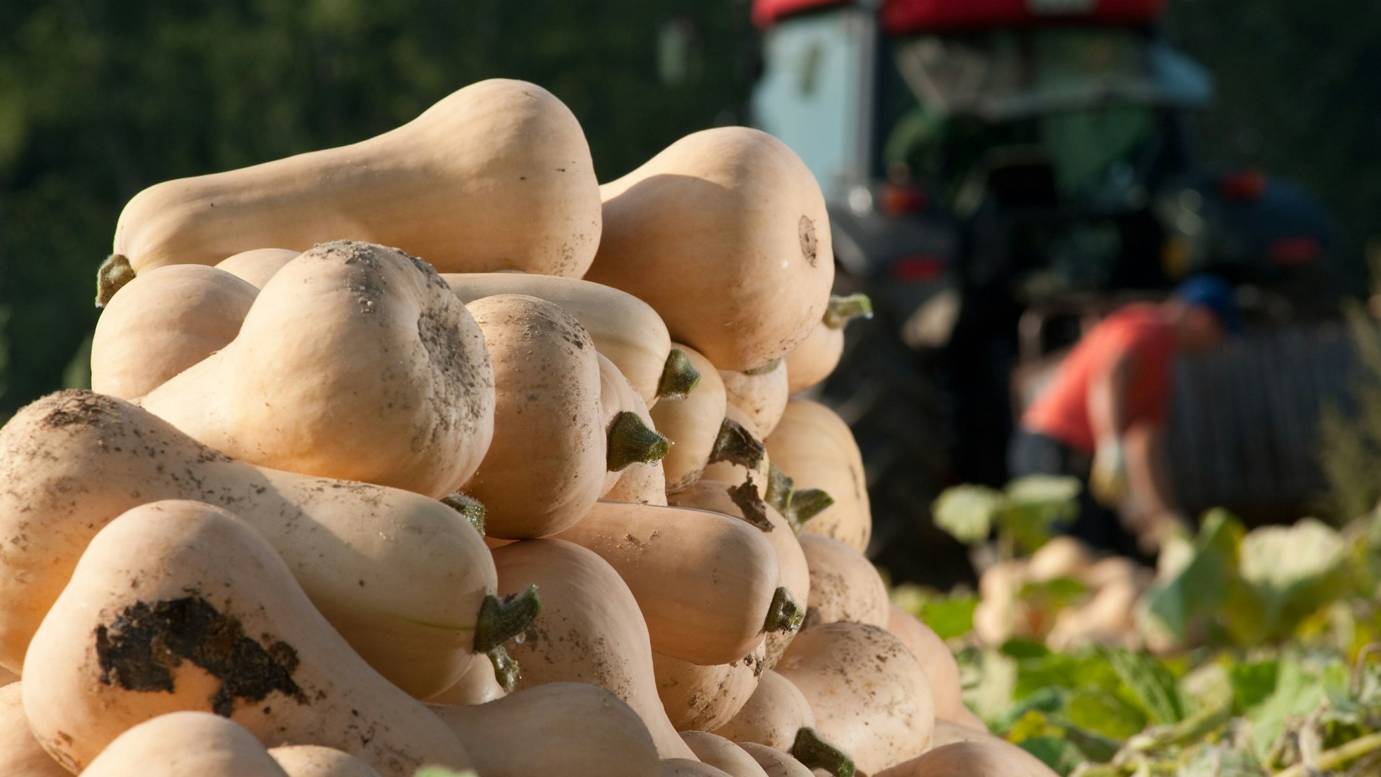 Der Name ist Programm: Die Vorzüge des Butternut-Kürbisses ist sein milder nussigbuttriger Geschmack.