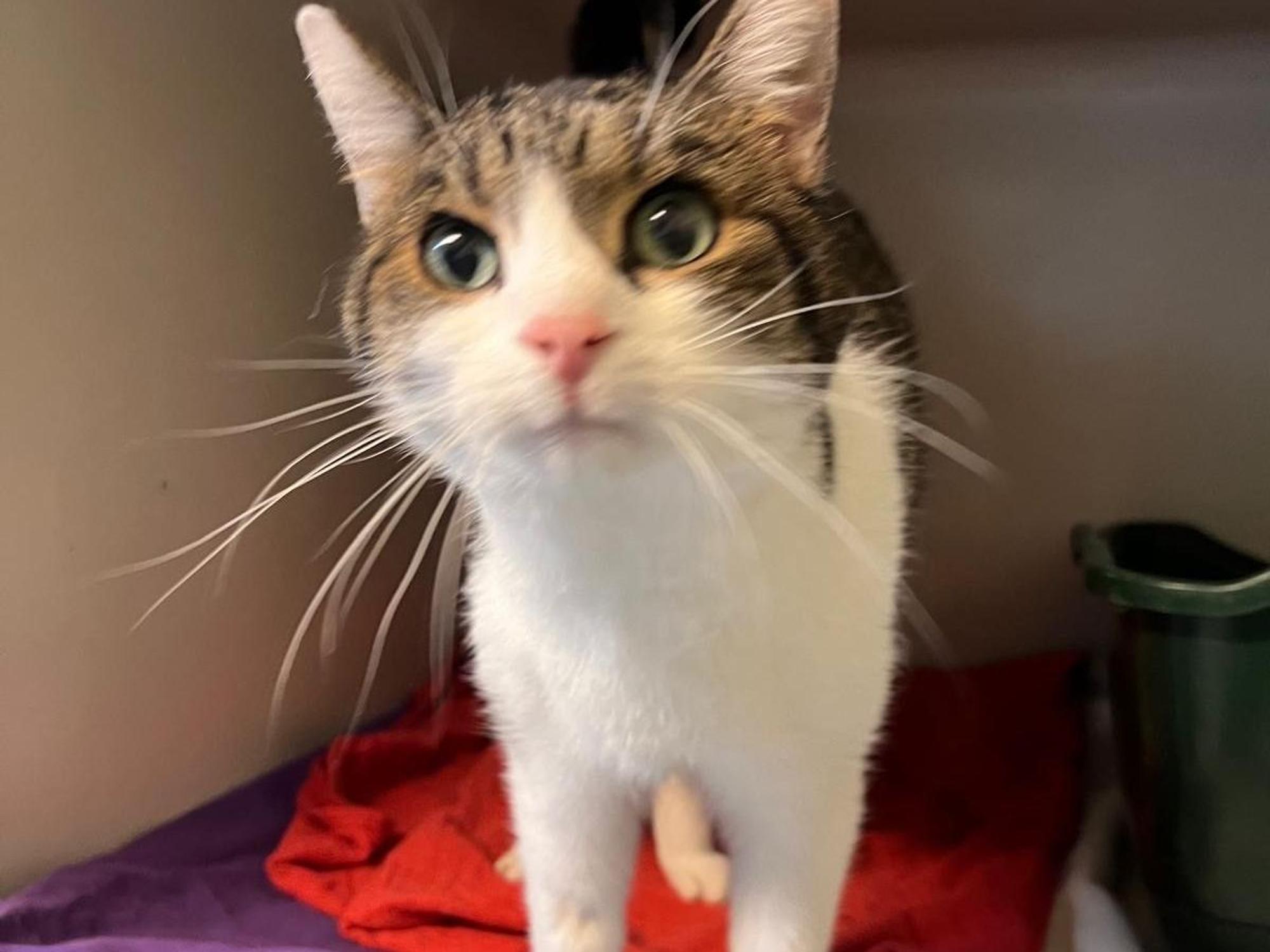 Ein Kater guckt neugierig in die Kamera.