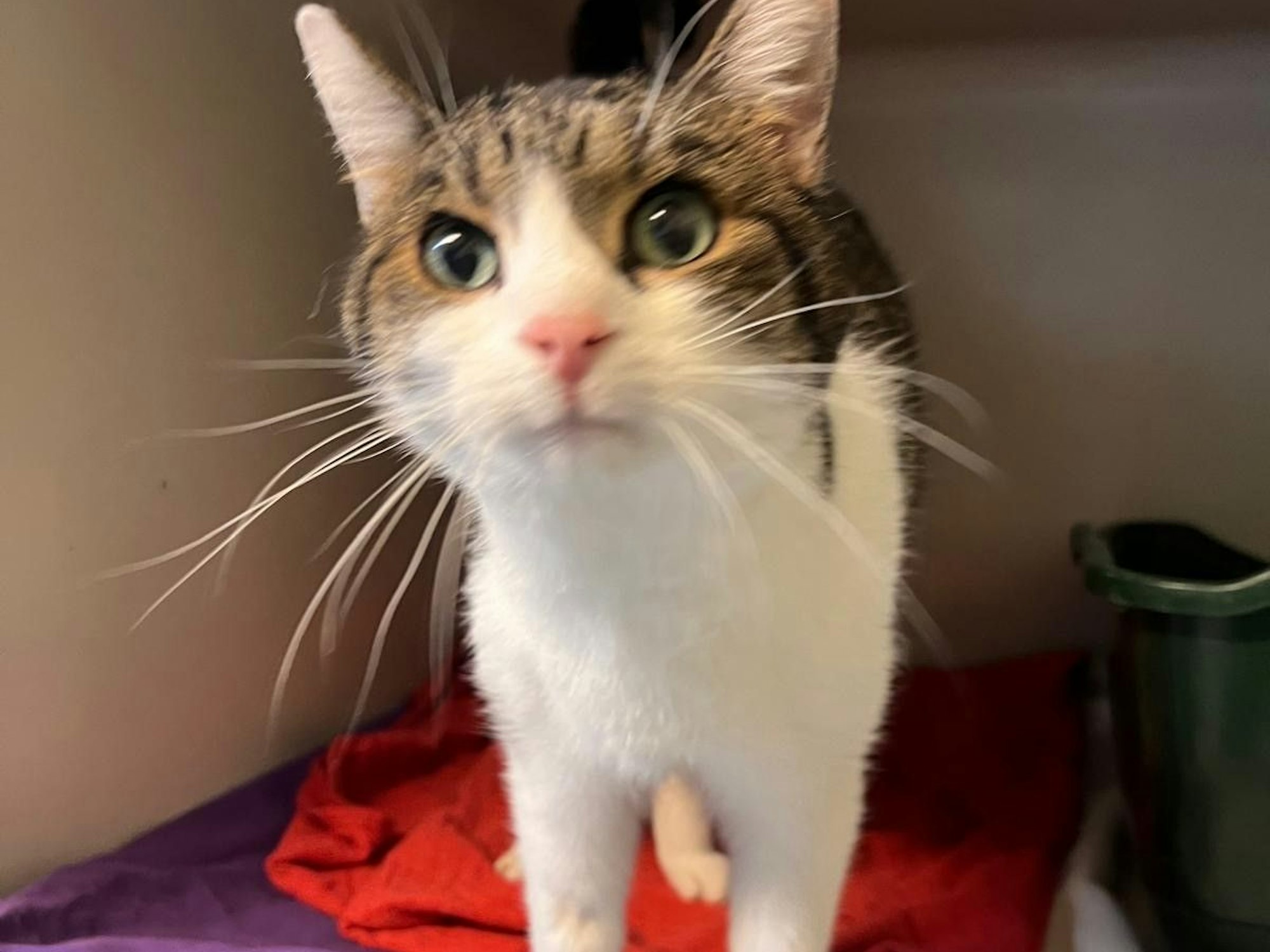 Ein Kater guckt neugierig in die Kamera.