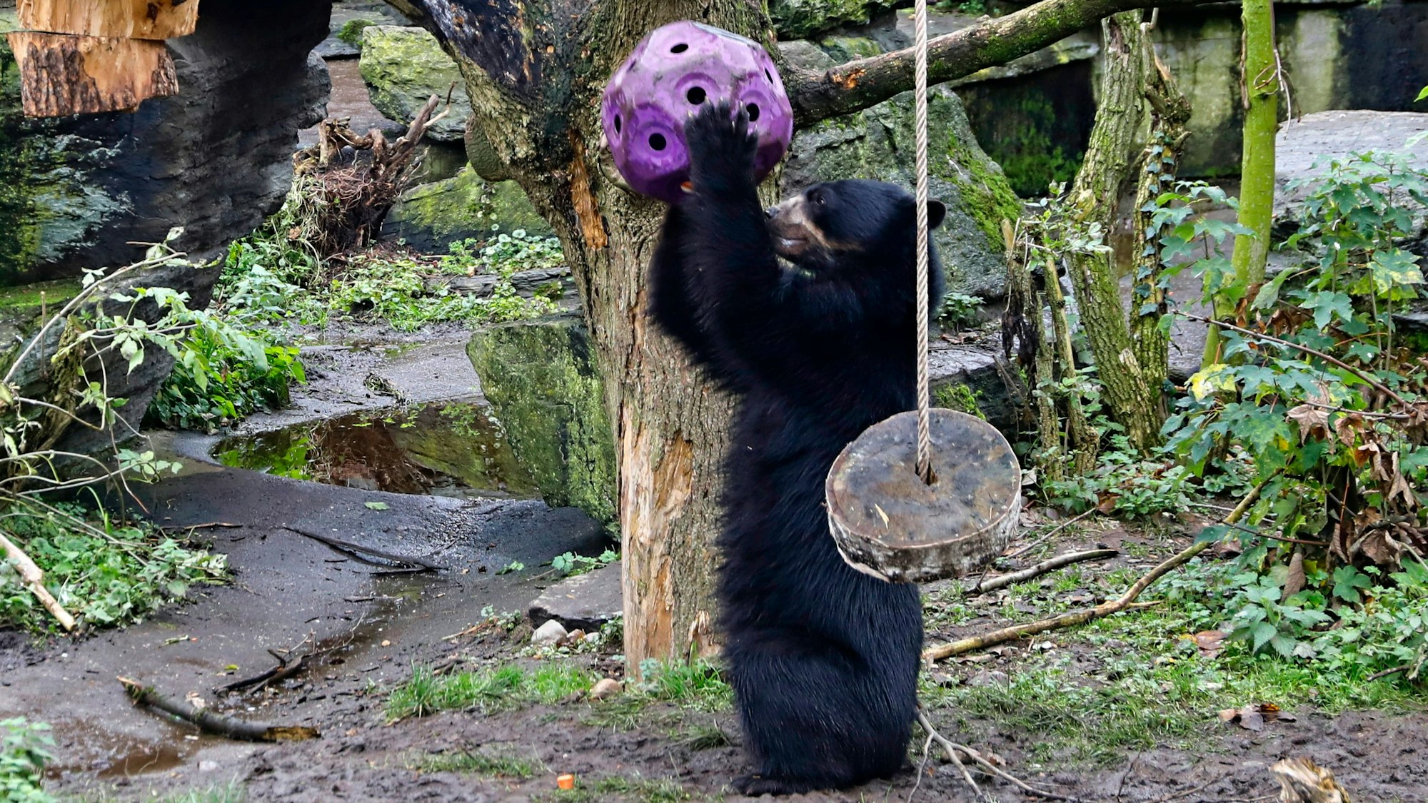 Brillenbär Hans im Kölner Zoo.