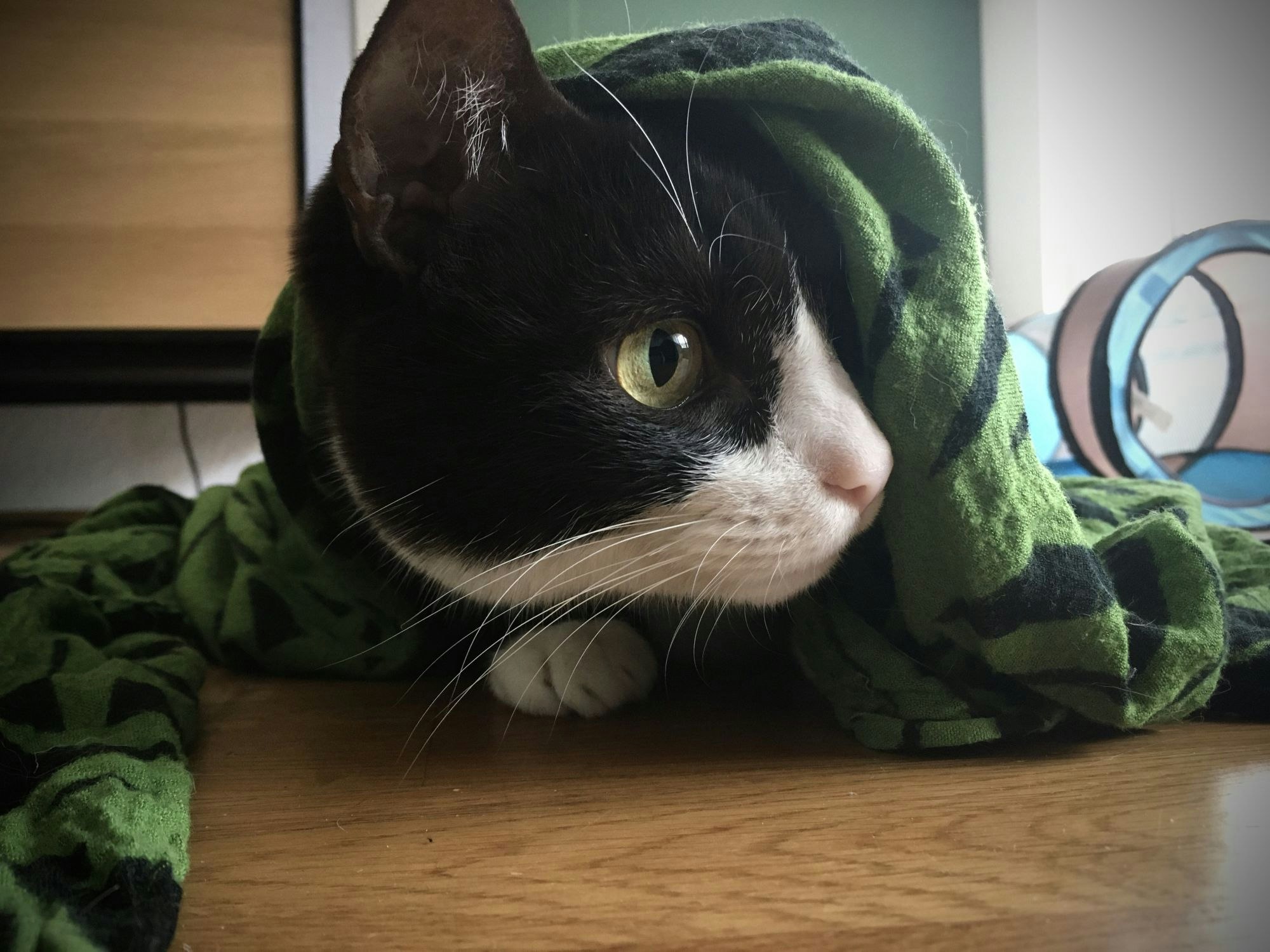 Eine Katze mit einem Tuch