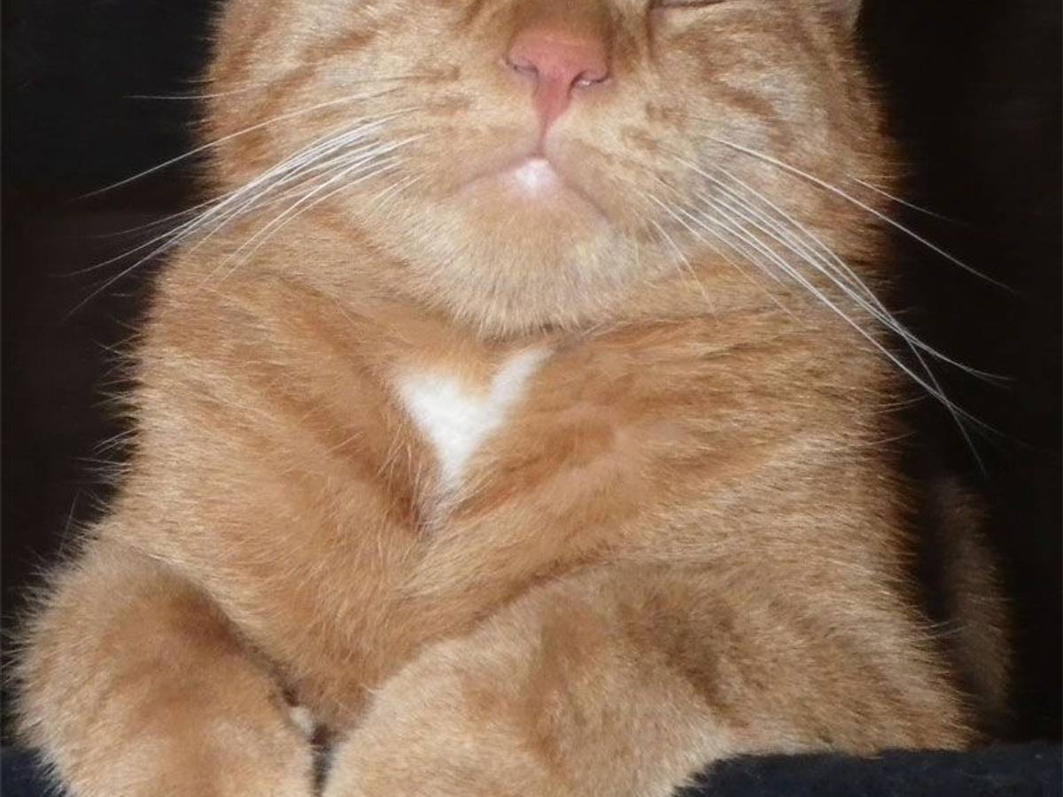 Eine Katze hat die Augen geschlossen und scheint zu schmunzeln.