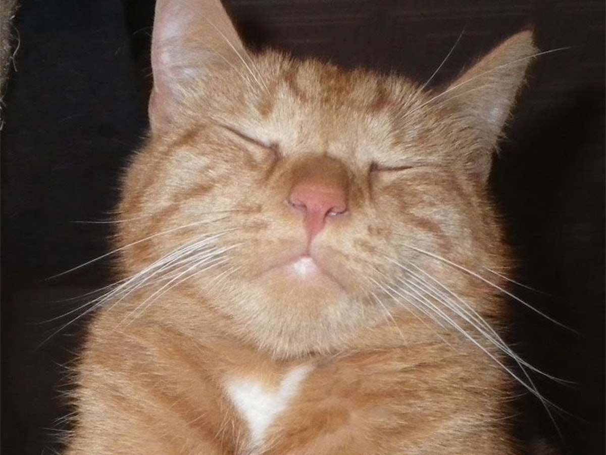 Eine Katze hat die Augen geschlossen und scheint zu schmunzeln.