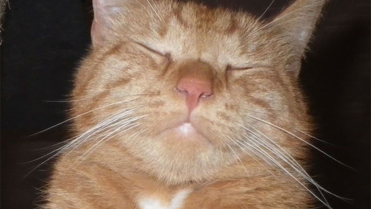 Eine Katze hat die Augen geschlossen und scheint zu schmunzeln.