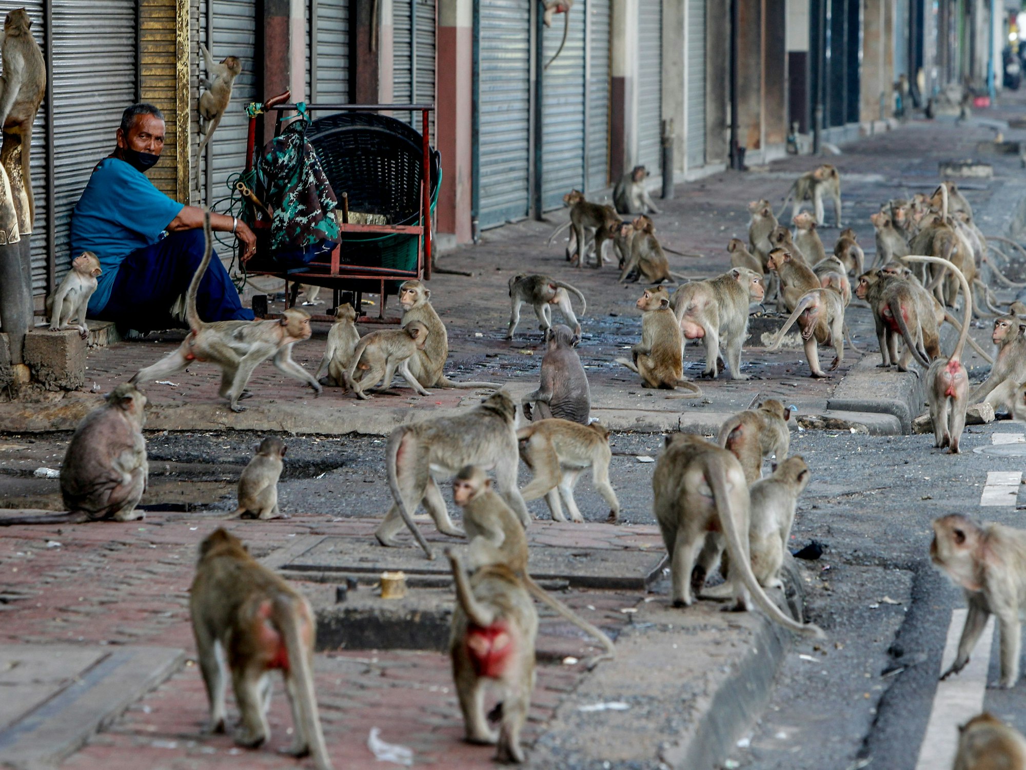 Ein Mann sitzt während des Affenfestes im Phra Prang Sam Yot Tempel zwischen einer Gruppe von Affen.