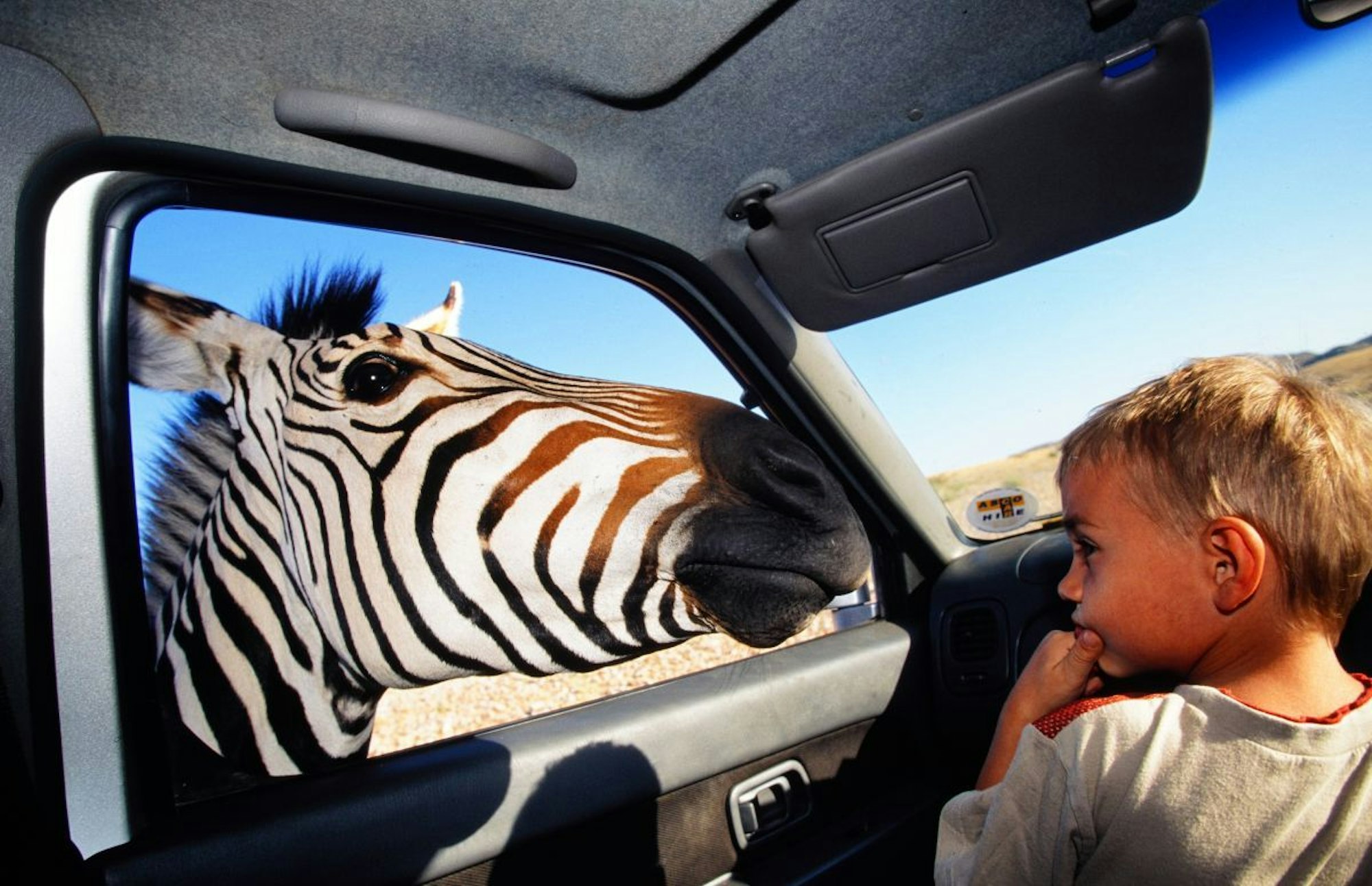 Zebra blickt durch das Seitenfenster eines Autos auf einen kleinen Jungen.