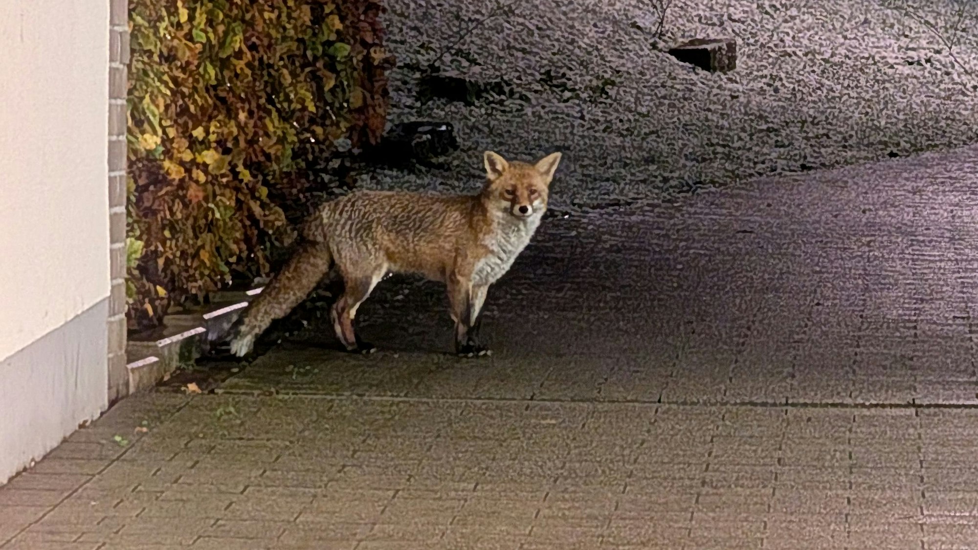 Diesen Fuchs hat Anjane Stöckel am Mittwochabend (20. November 2024) in der Kölner Südstadt gesehen.