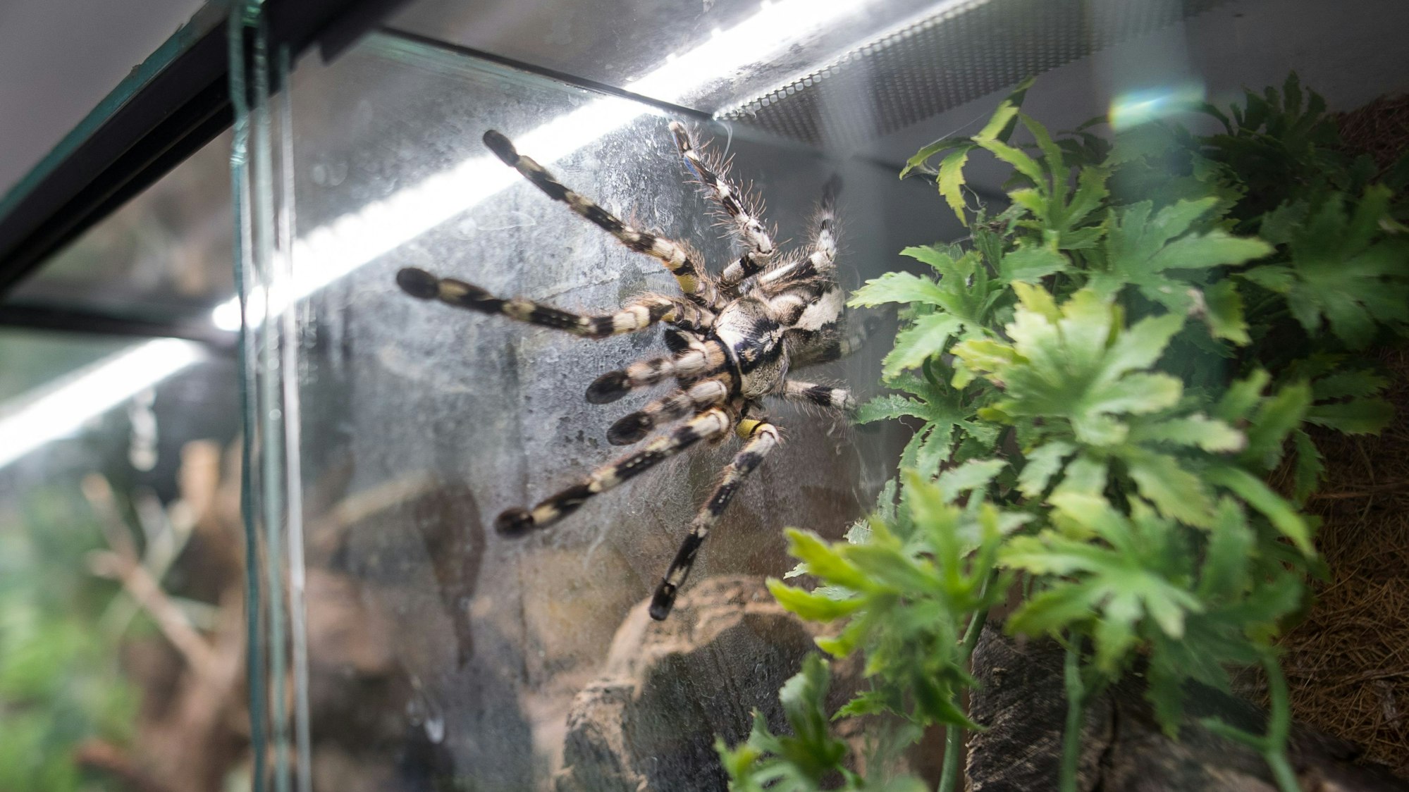 Eine Tigervogelspinne sitzt am 12. Juli 2018 in einem Terrarium.