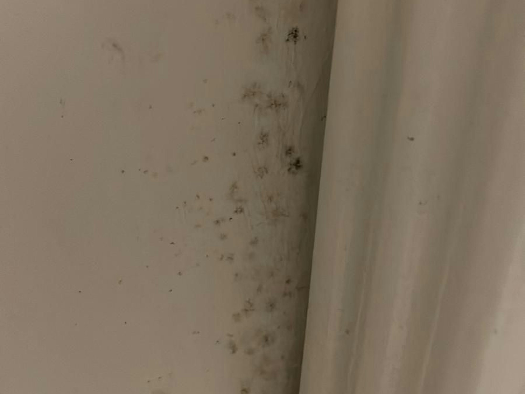 Mehrmals haben die Ünsals den Schimmel in ihrer Wohnung bereits entfernt. Er kommt immer wieder.