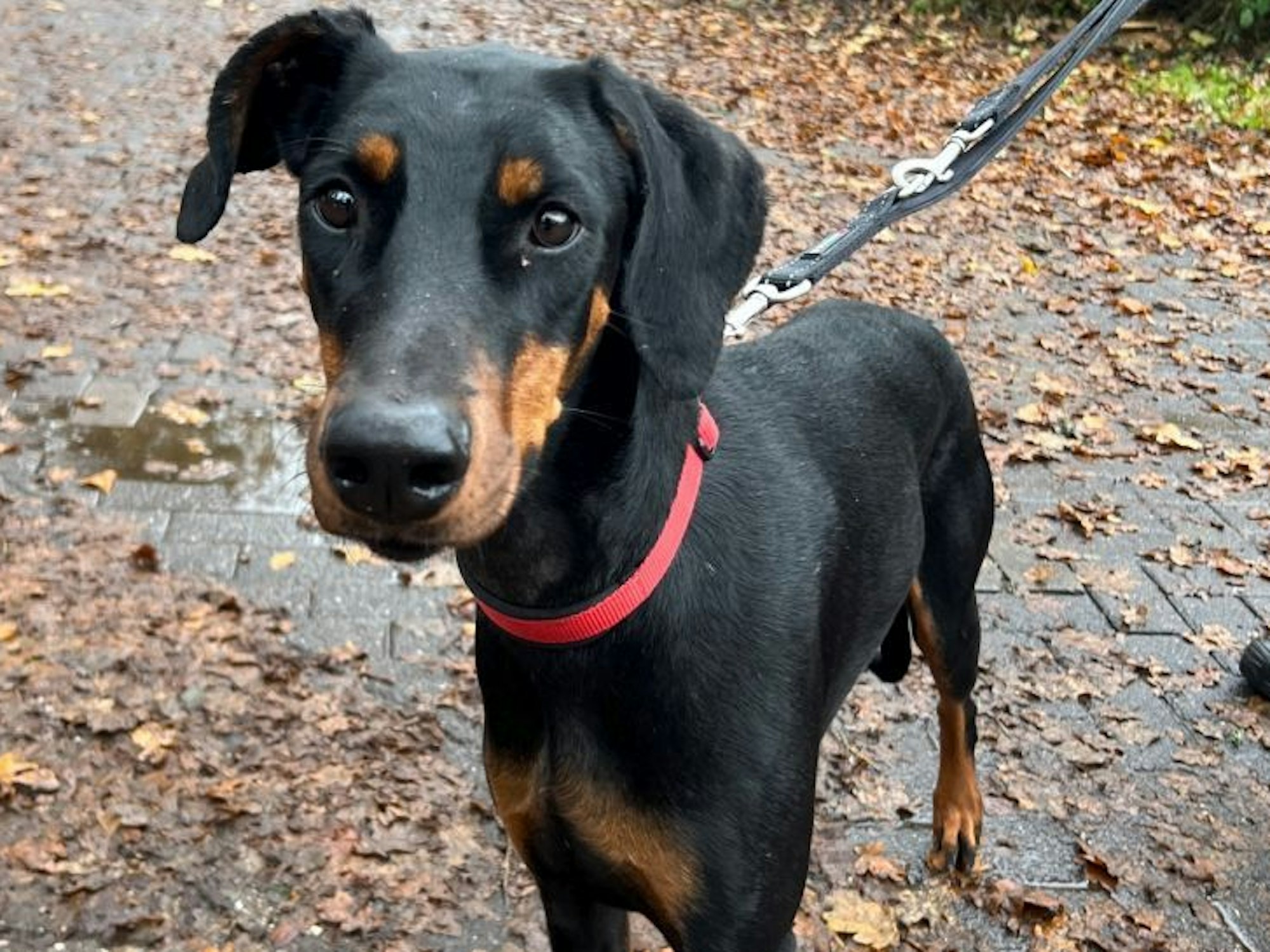 Ein Hund steht auf einer Straße, die mit Blättern von Bäumen bedeckt ist.