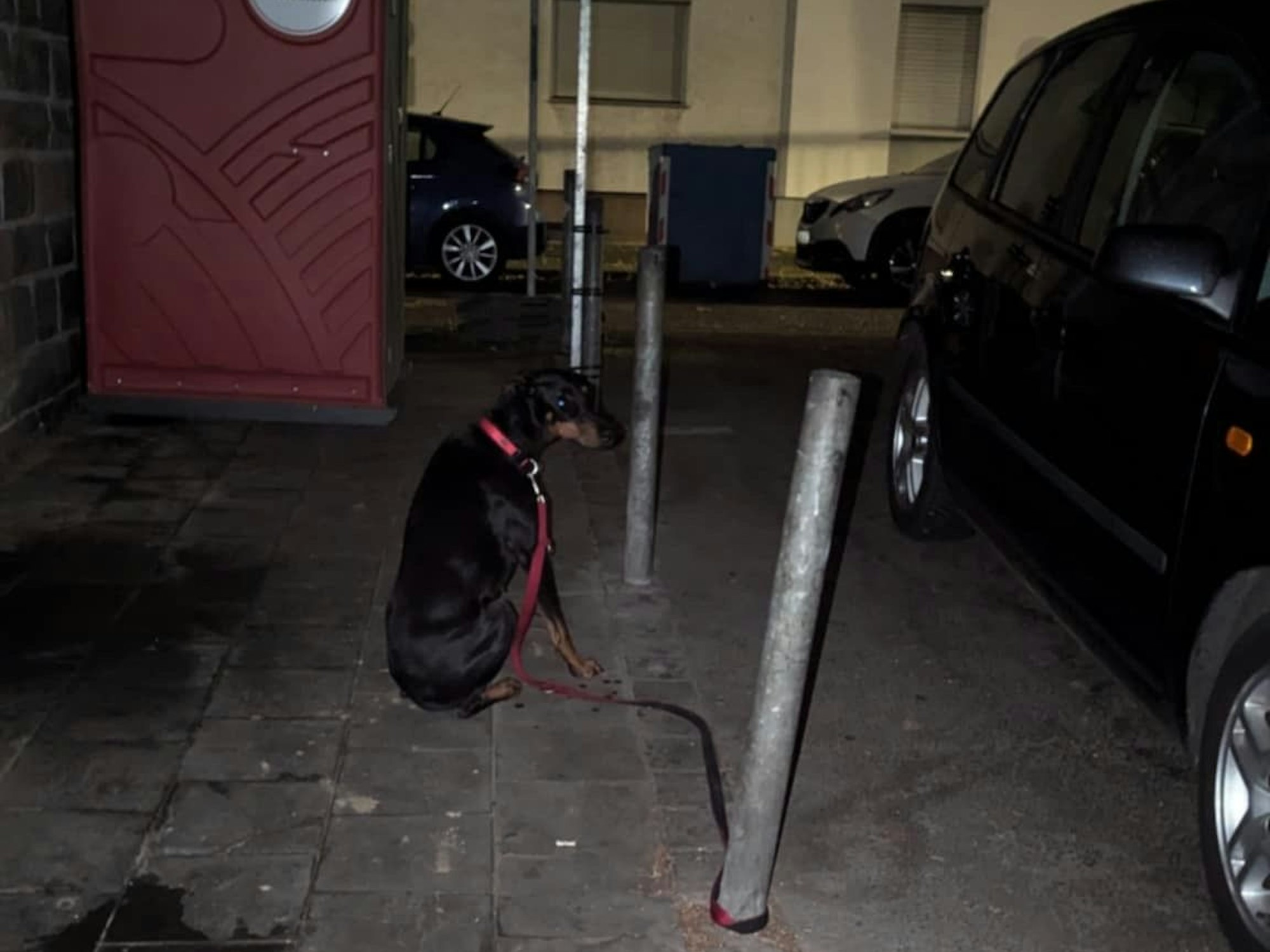Ein Hund ist mit der Leine an einem Pfosten angebunden.