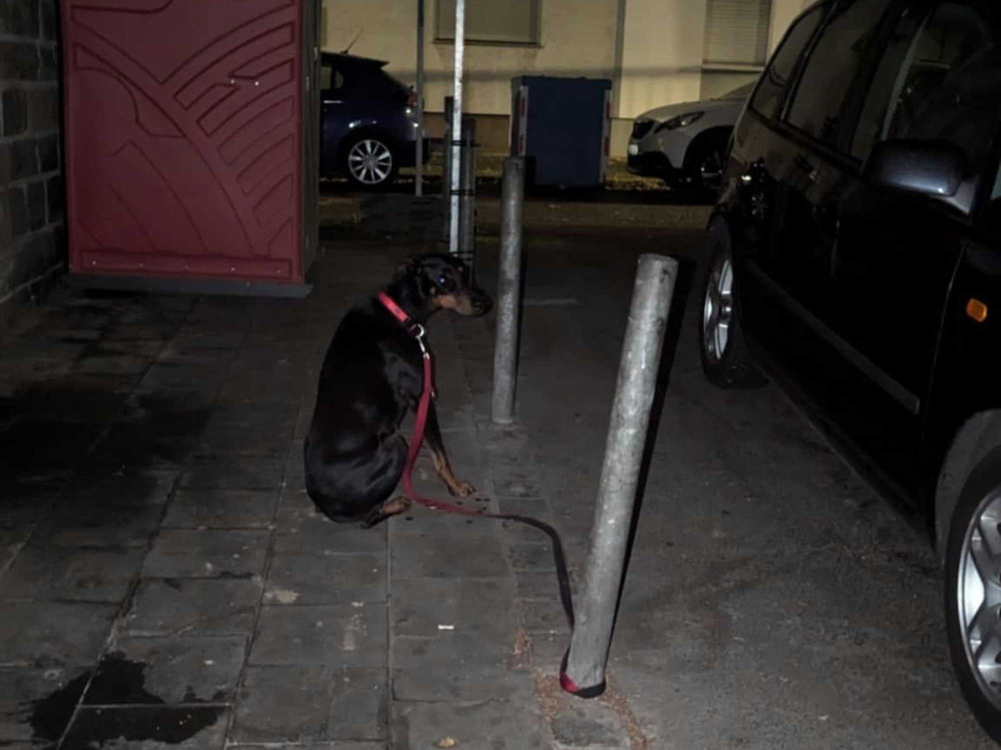 Ein Hund ist an einem Pfosten angeleint.