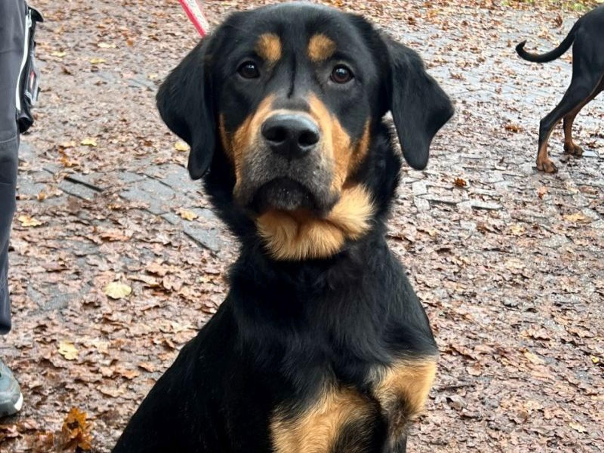 Ein Hund ist angeleint und sitzt auf einem blätterbedeckten Boden.