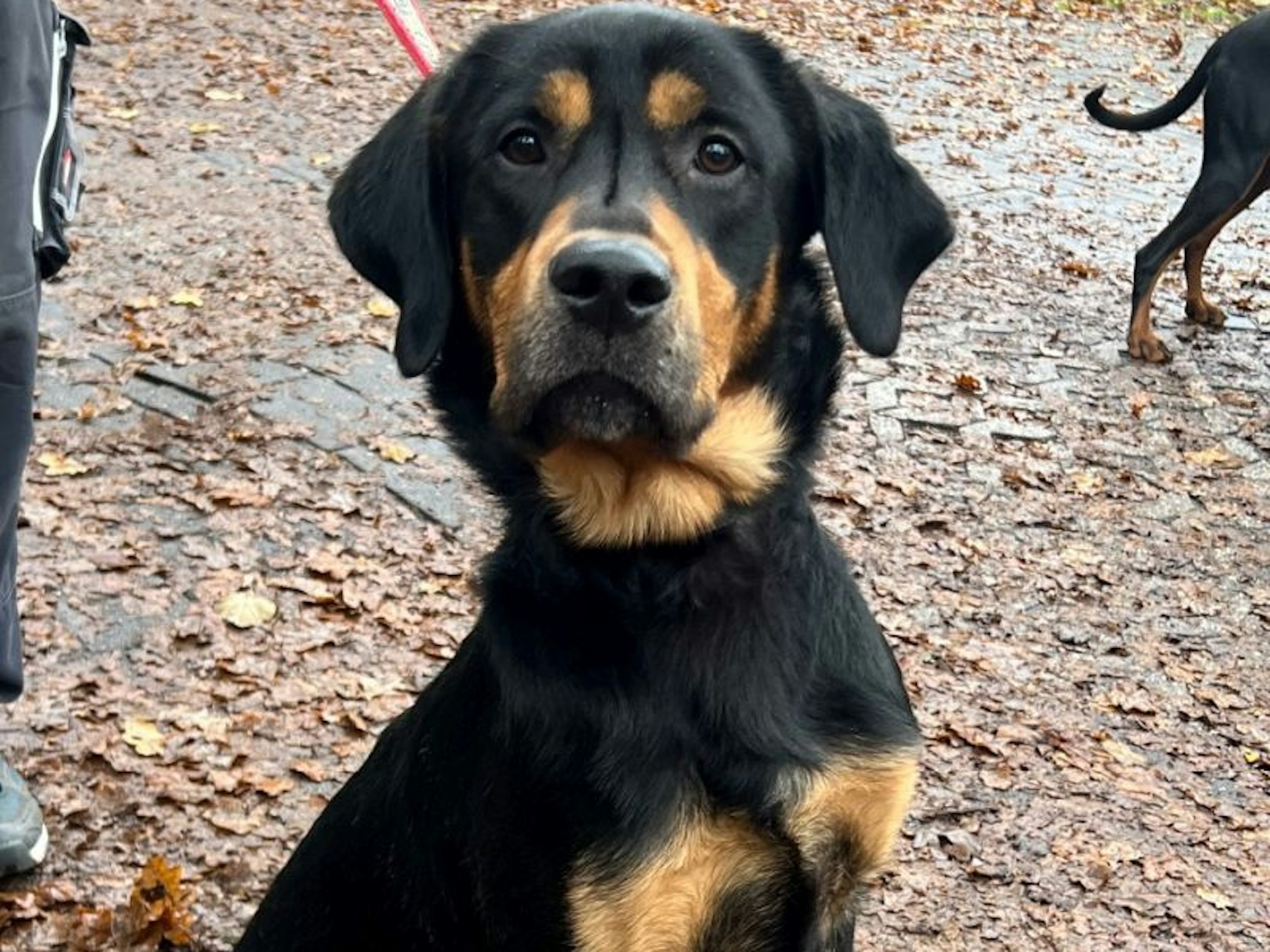 Ein Hund ist angeleint und sitzt auf einem blätterbedeckten Boden.