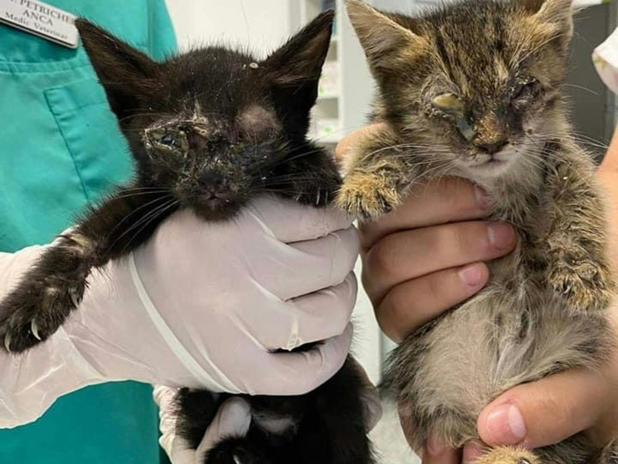 Ein Arzt hält zwei Kitten mit total verklebten Augen in die Kamera.
