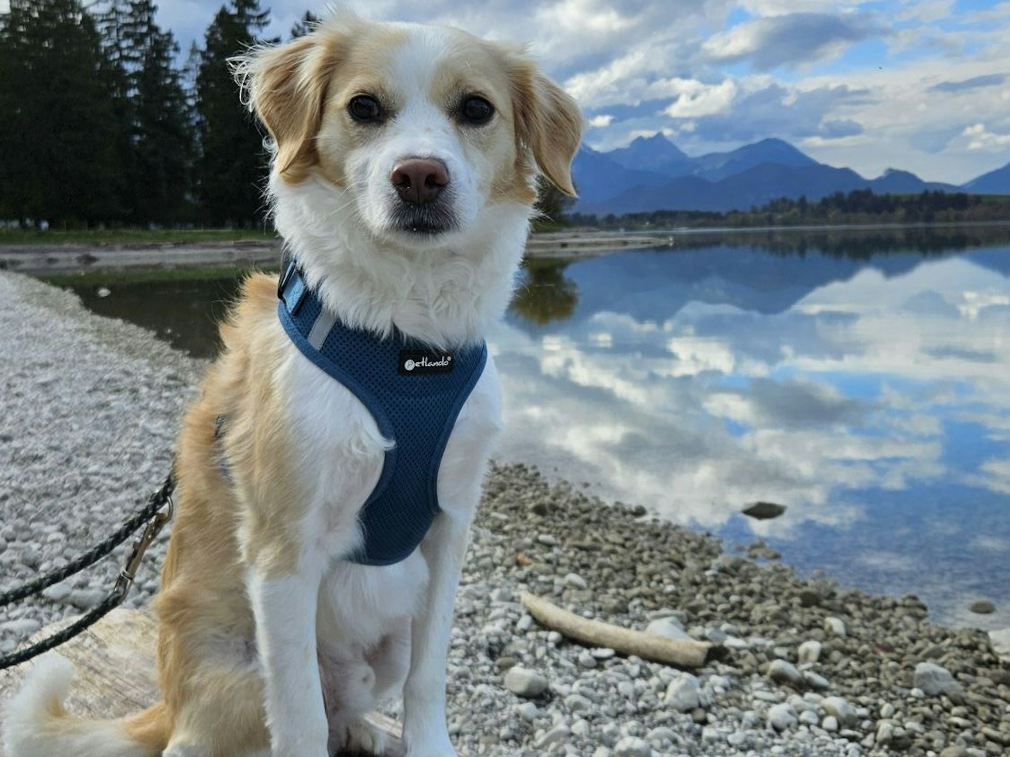 Ein Hund vor seinem See und Bergen