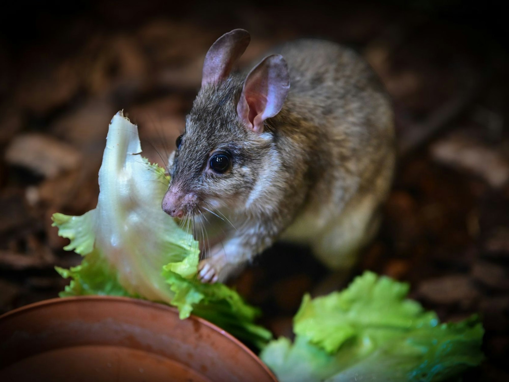 Eine Madagaskar-Springratte frisst.