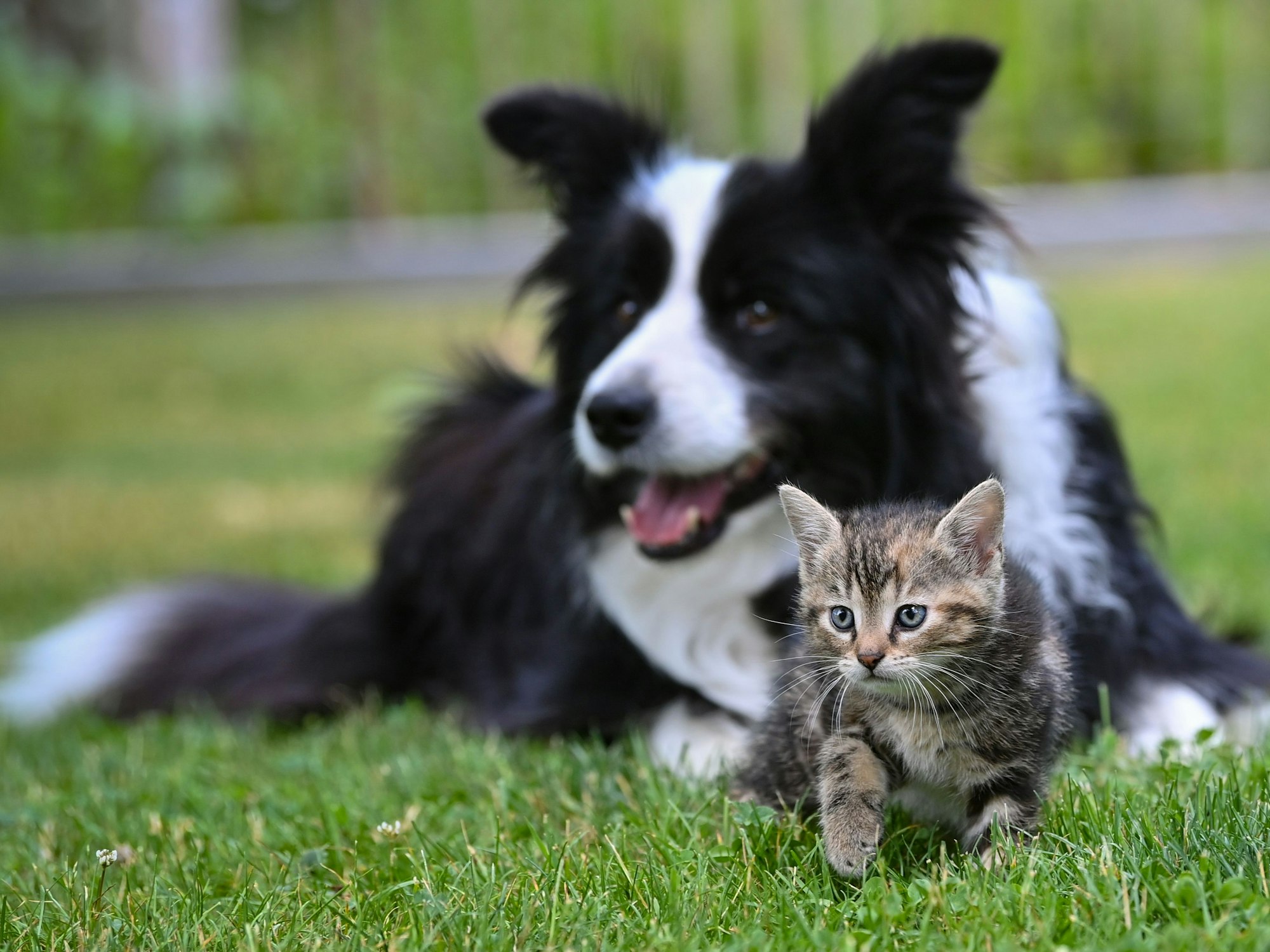 Eine Hündin der Rasse Border Collie liegt auf einer Wiese in einem Garten mit einem wenige Wochen alten Kätzchen