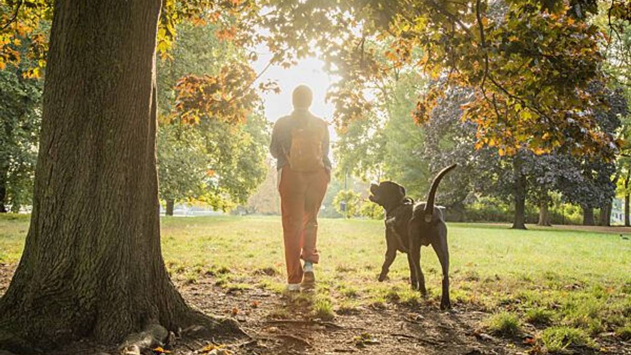 Ein Hund sein/e Besitzer/in beim gemeinsamen Spaziergang.