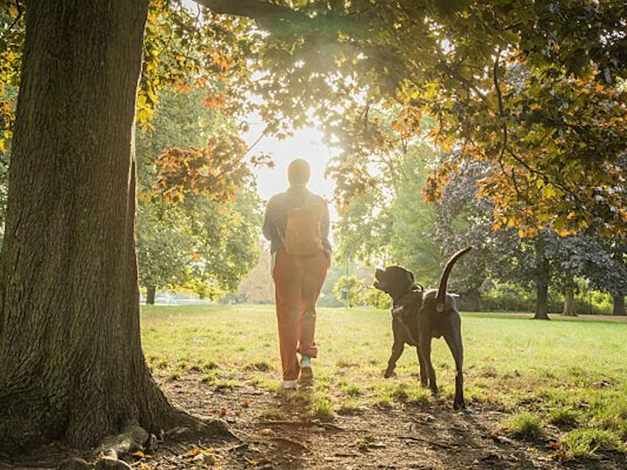 Ein Hund sein/e Besitzer/in beim gemeinsamen Spaziergang.