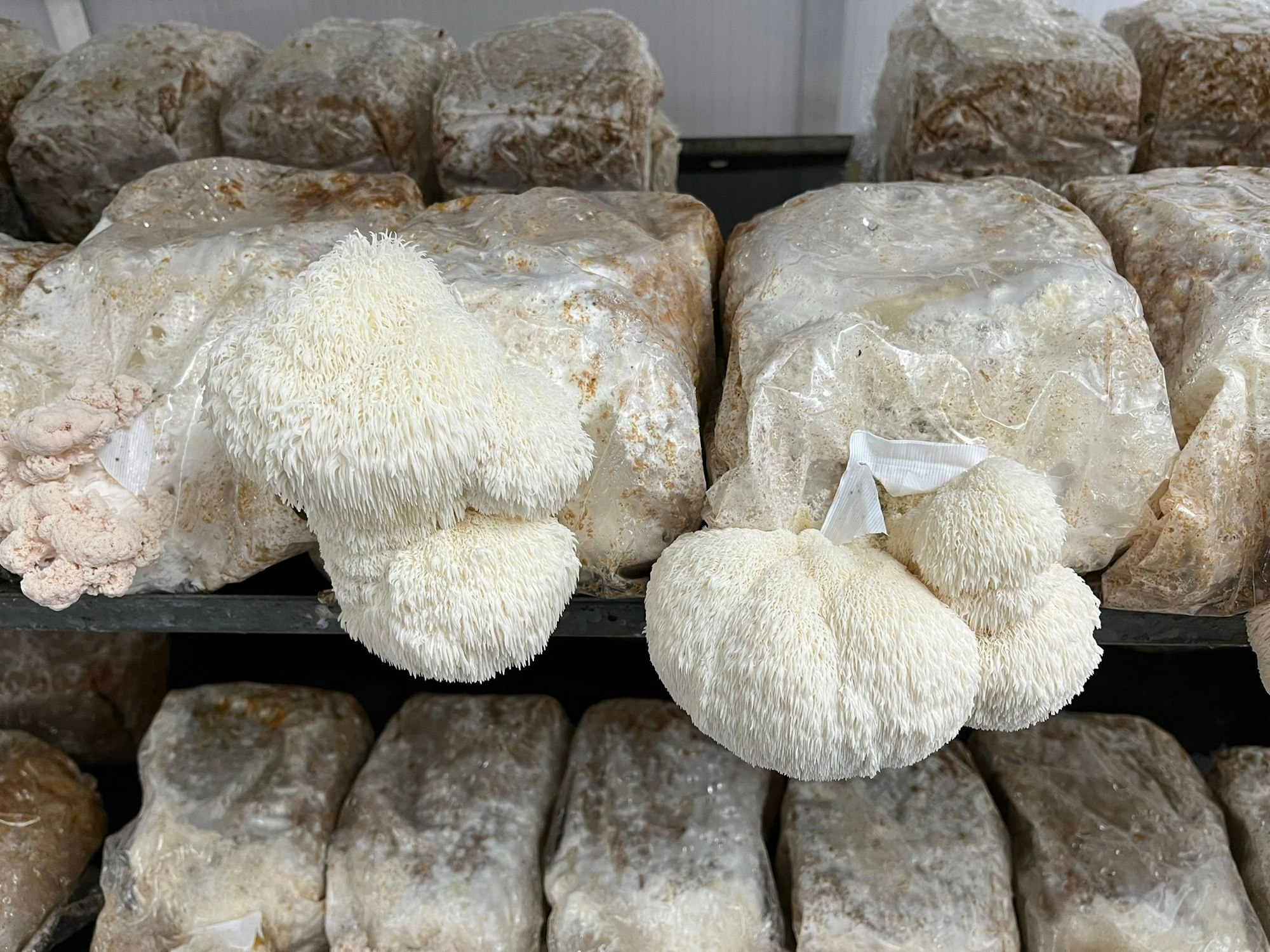 Der Lions-Mane-Pilz.