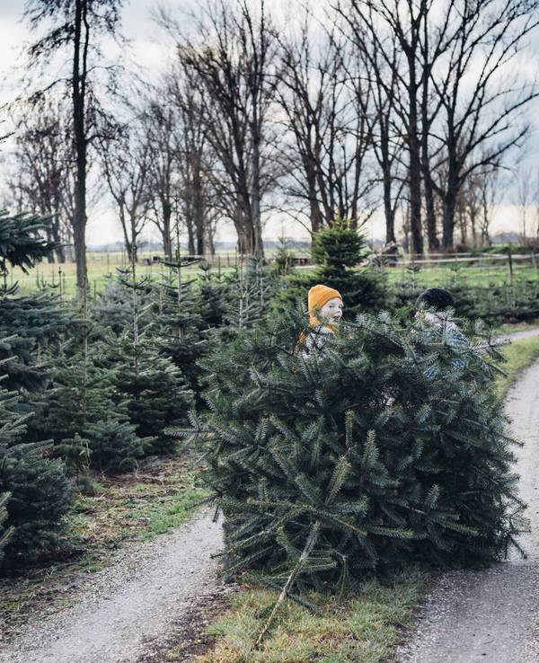 Kinder in einer Weihnachtsbaumplantage