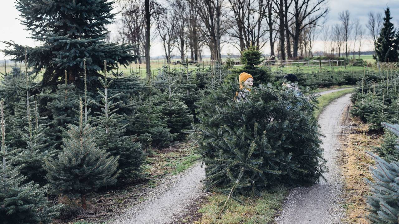 Kinder in einer Weihnachtsbaumplantage