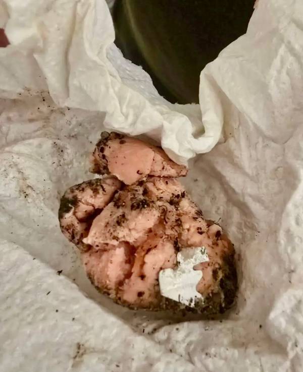Rohes Fleisch lockt Hunde an – wenn dann wie hier scharfe Metallstücke in dem Köder versteckt sind, kann es schnell zu einer Katastrophe kommen.