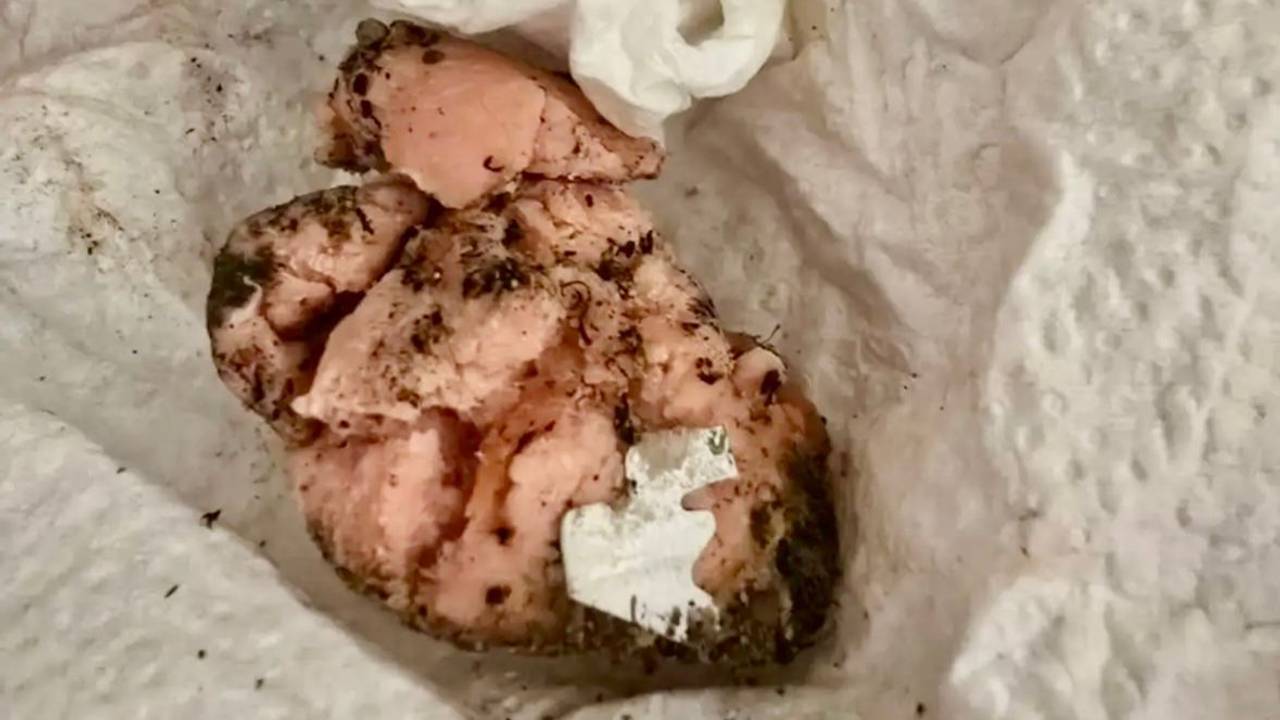Rohes Fleisch lockt Hunde an – wenn dann wie hier scharfe Metallstücke in dem Köder versteckt sind, kann es schnell zu einer Katastrophe kommen.