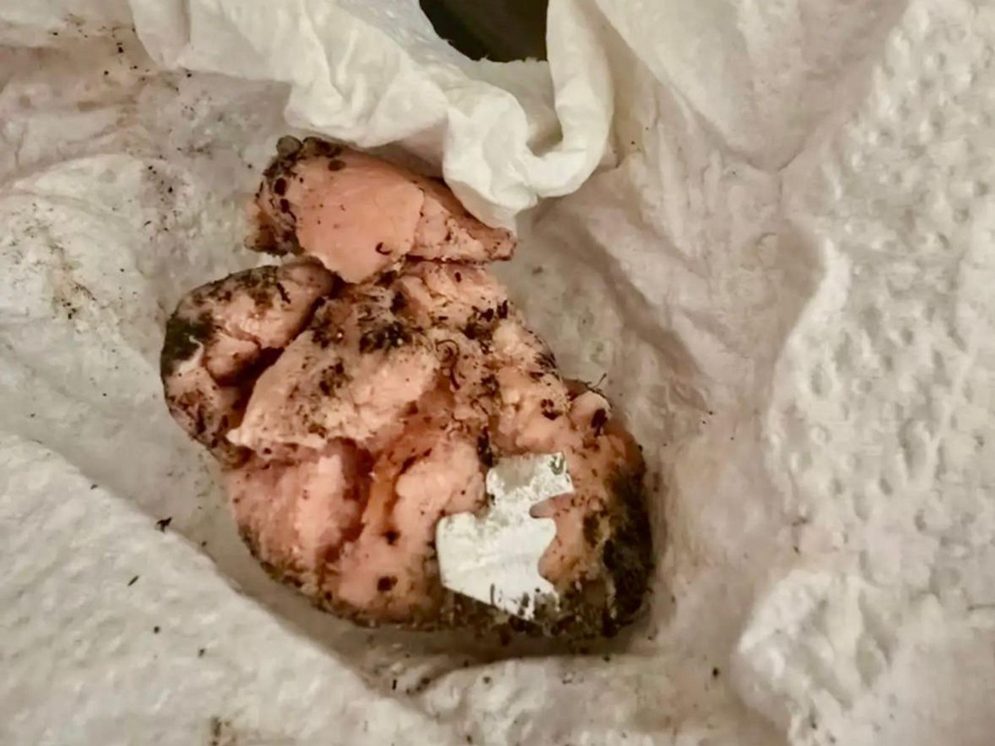 Rohes Fleisch lockt Hunde an – wenn dann wie hier scharfe Metallstücke in dem Köder versteckt sind, kann es schnell zu einer Katastrophe kommen.