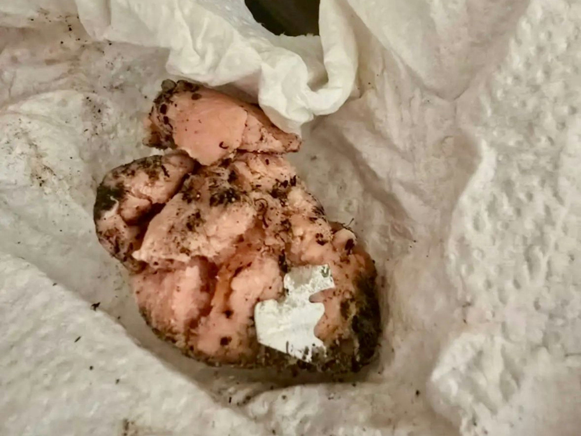 Rohes Fleisch lockt Hunde an – wenn dann wie hier scharfe Metallstücke in dem Köder versteckt sind, kann es schnell zu einer Katastrophe kommen.