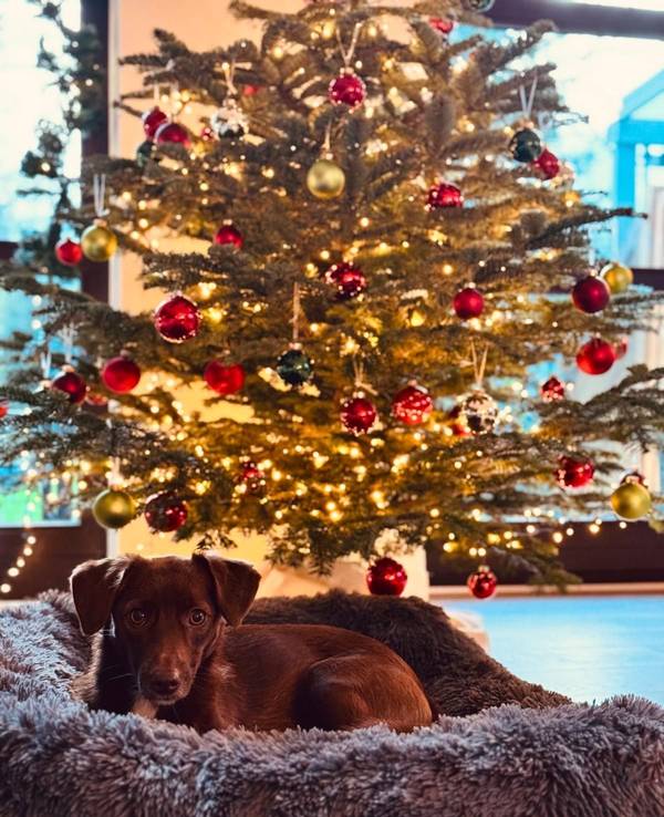 Nora Gornys Hund Lotta vor einem Weihnachtsbaum