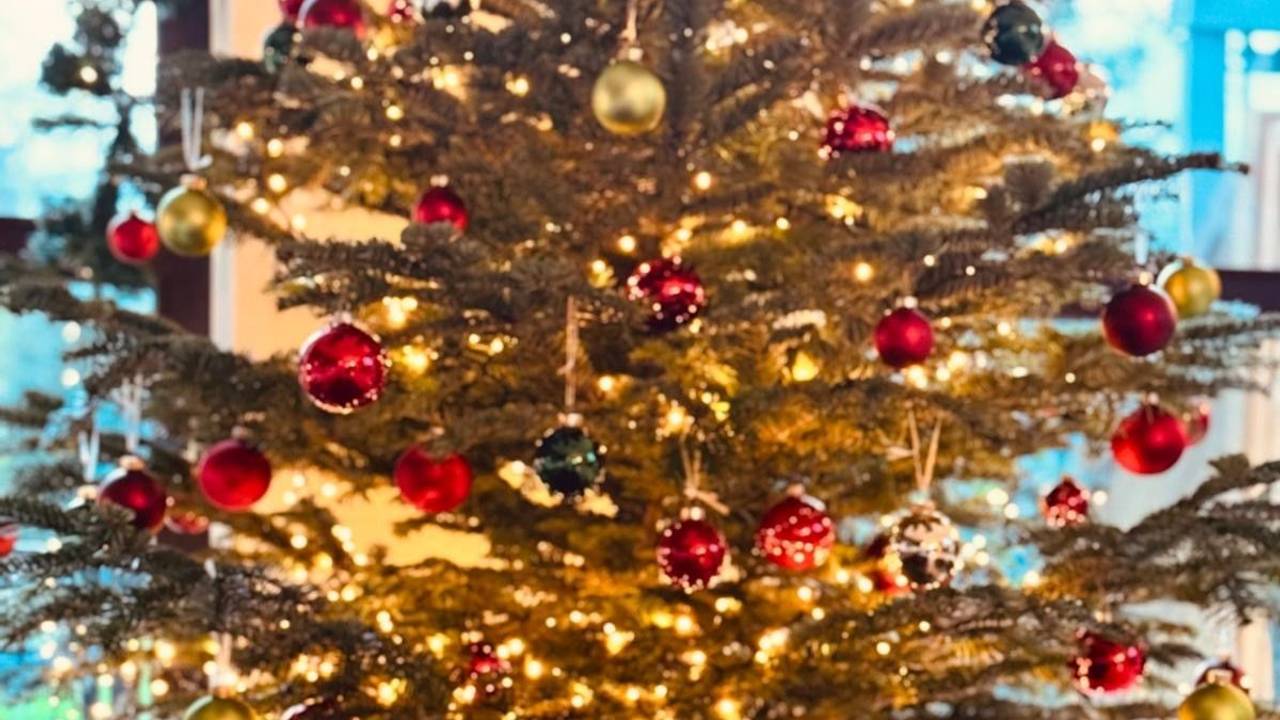 Nora Gornys Hund Lotta vor einem Weihnachtsbaum