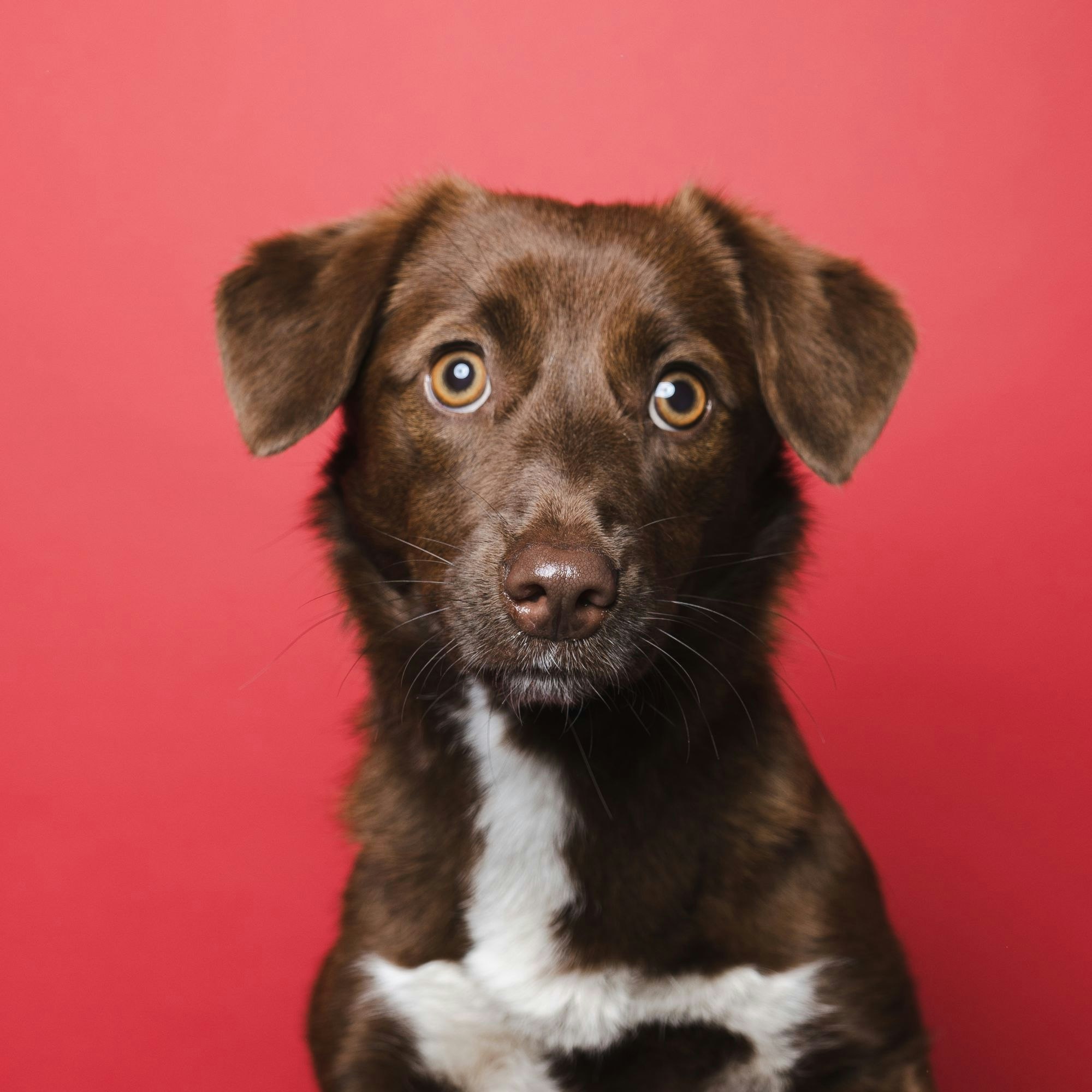 Hündin Lotta schaut in die Kamera