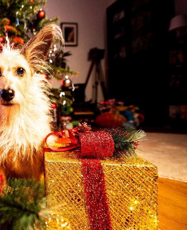 Ein Hund sitzt mit Geschenken vor einem Tannenbaum.
Foto: Sebastian Konopka / FUNKE Foto Services