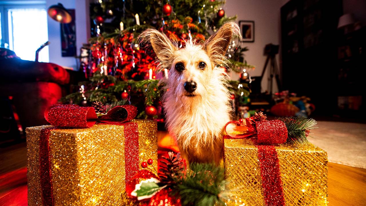 Ein Hund sitzt mit Geschenken vor einem Tannenbaum.
Foto: Sebastian Konopka / FUNKE Foto Services