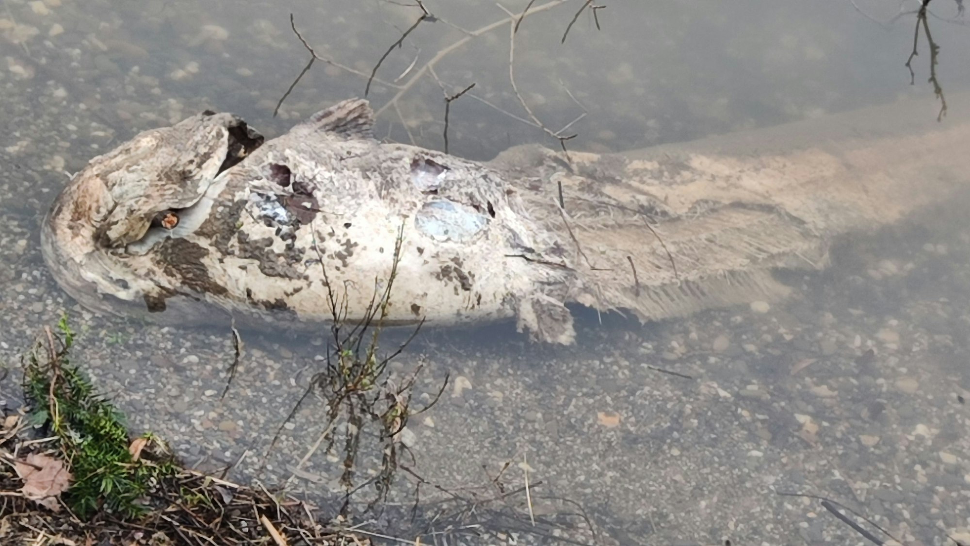 Ein toter Fisch treibt im Rheinwasser.