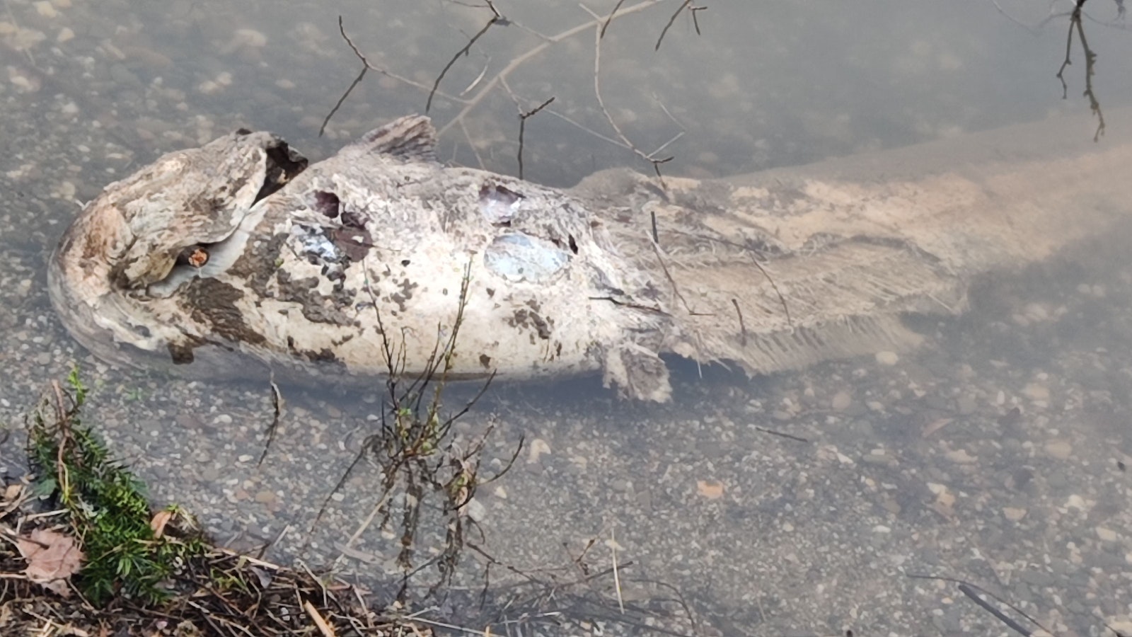 Ein toter Fisch treibt im Rheinwasser.