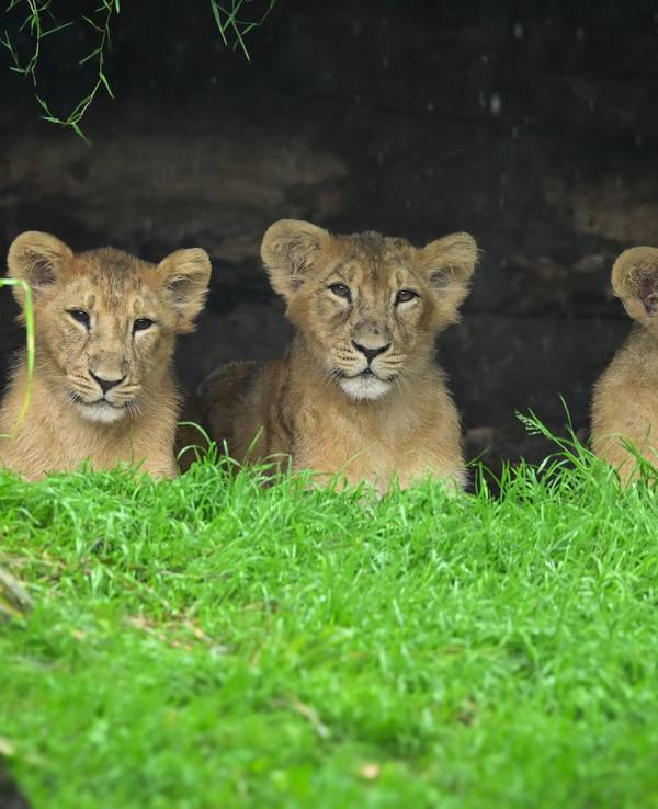 Die jungen Löwen im Kölner Zoo.